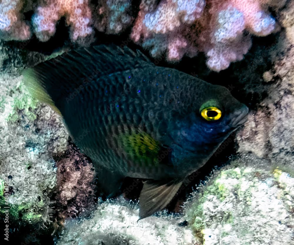 A Whitespotted Devil (Plectroglyphidodon lacrymatus) in the Red Sea, Egypt