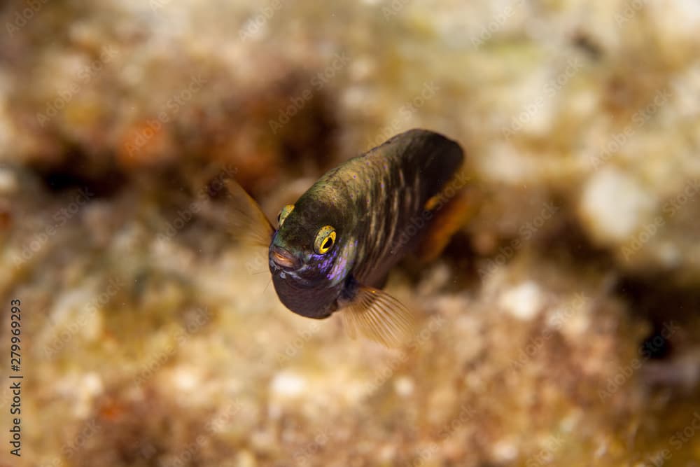 Whitespotted devil, Plectroglyphidodon lacrymatus