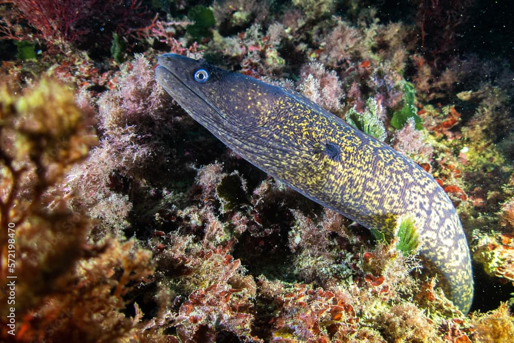 Muraena helena, Morena en el mar Mediterráneo.