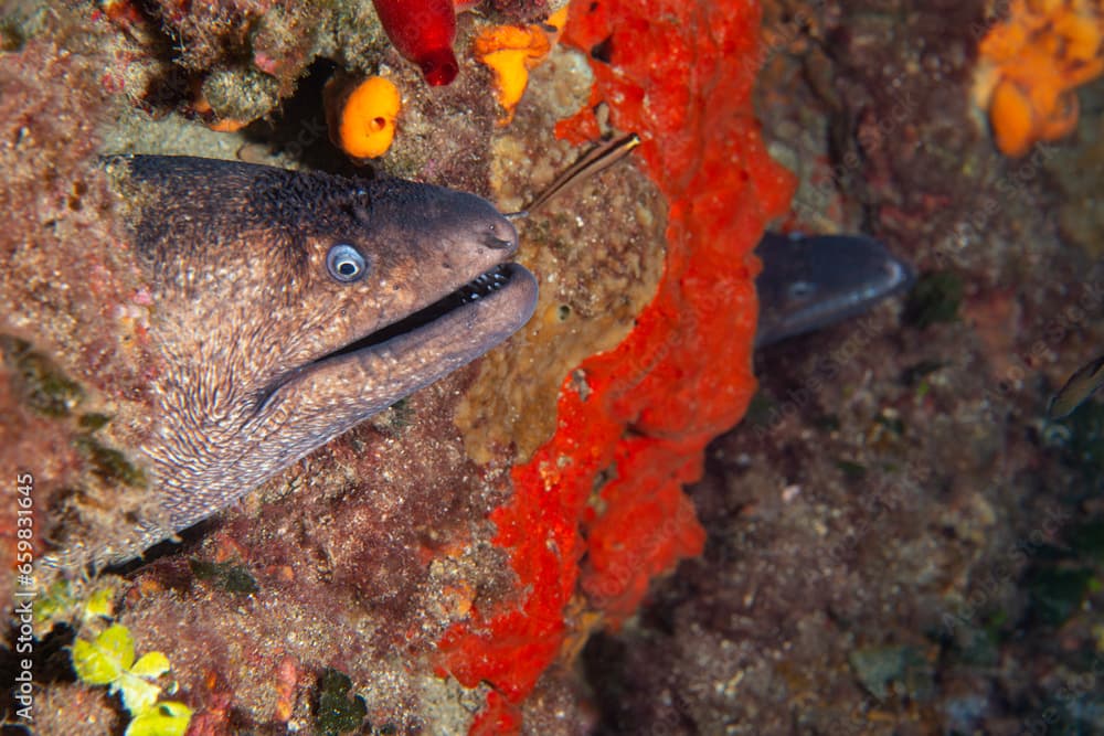 Two separate moray eels found in the rock. Mediterranean moray. Muraena helena. Also known as the Saint Helena moray. Canakkale, Türkiye.	