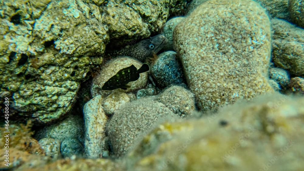 Moray eel hidden behind rocks with grouper fish swiming around in the Turkish coast of Datça