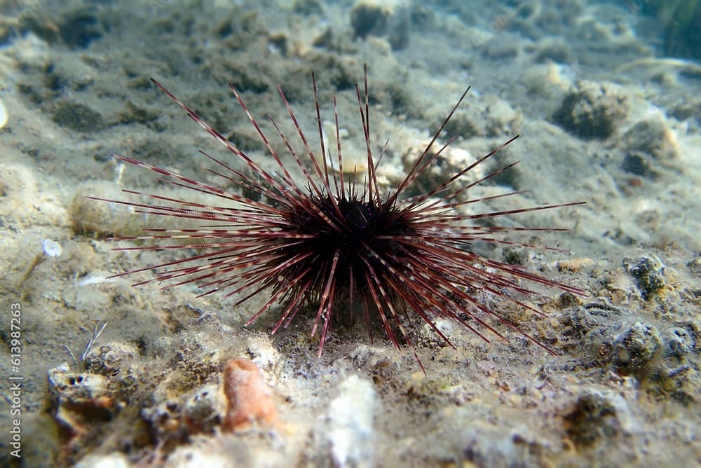 Hatpin sea urchin - Centrostephanus longispinus