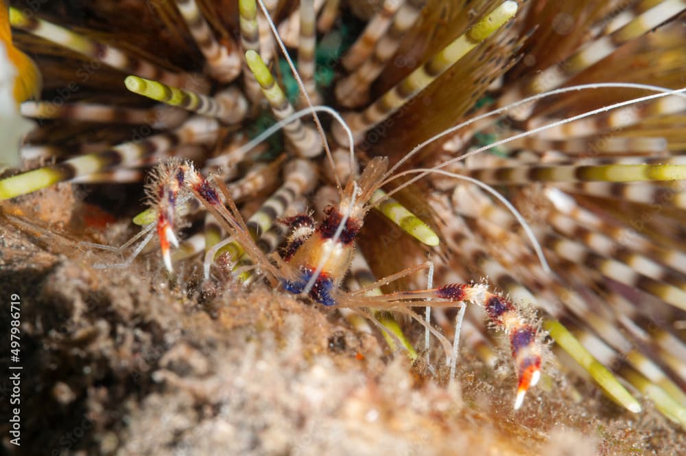 Gambero pulitore a bande, Stenopus hispidus, davanti ad un riccio diadema