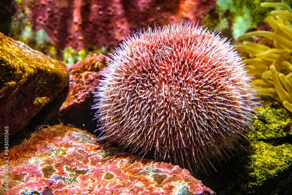 Single European Edible Sea Urchin - latin Echinus esculentus - inhabiting seashore coastal waters of western Europe, in an zoological garden marine aquarium