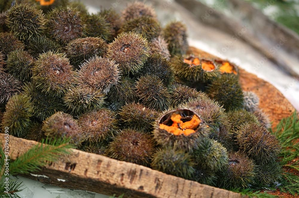 Sea Urchin, echinus esculentus, at Fishmonger's shop