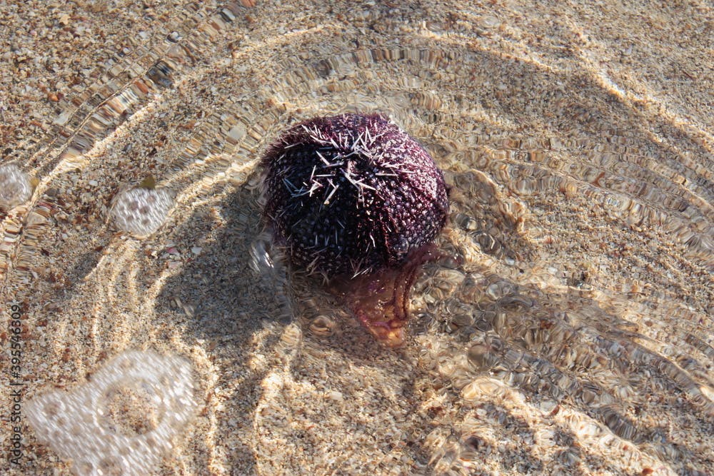 The end of the life of a sea urchin that has lost its spines
