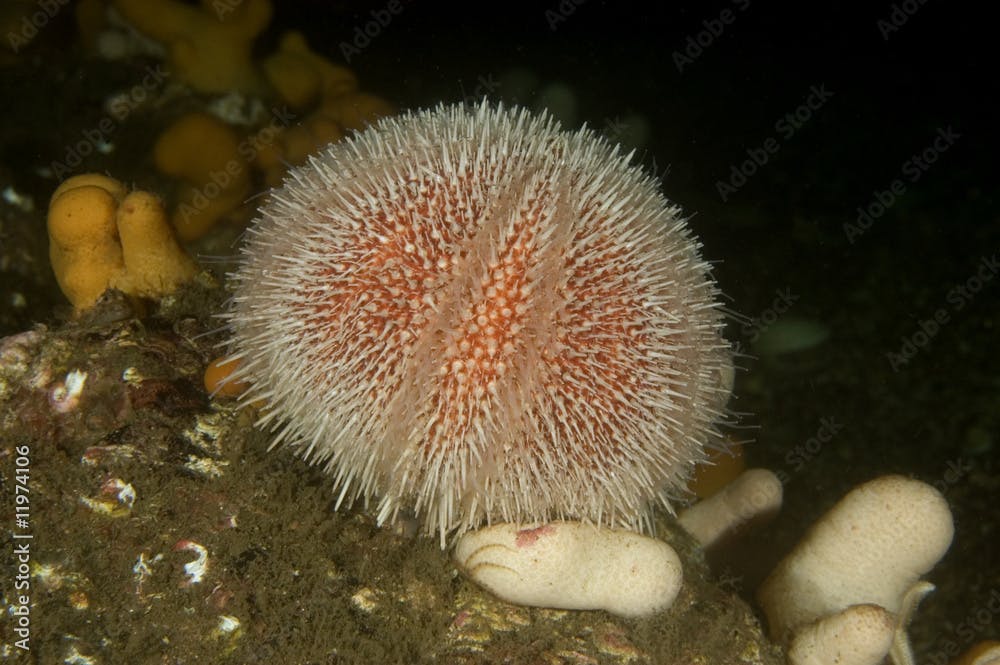 Common or edible sea urchin