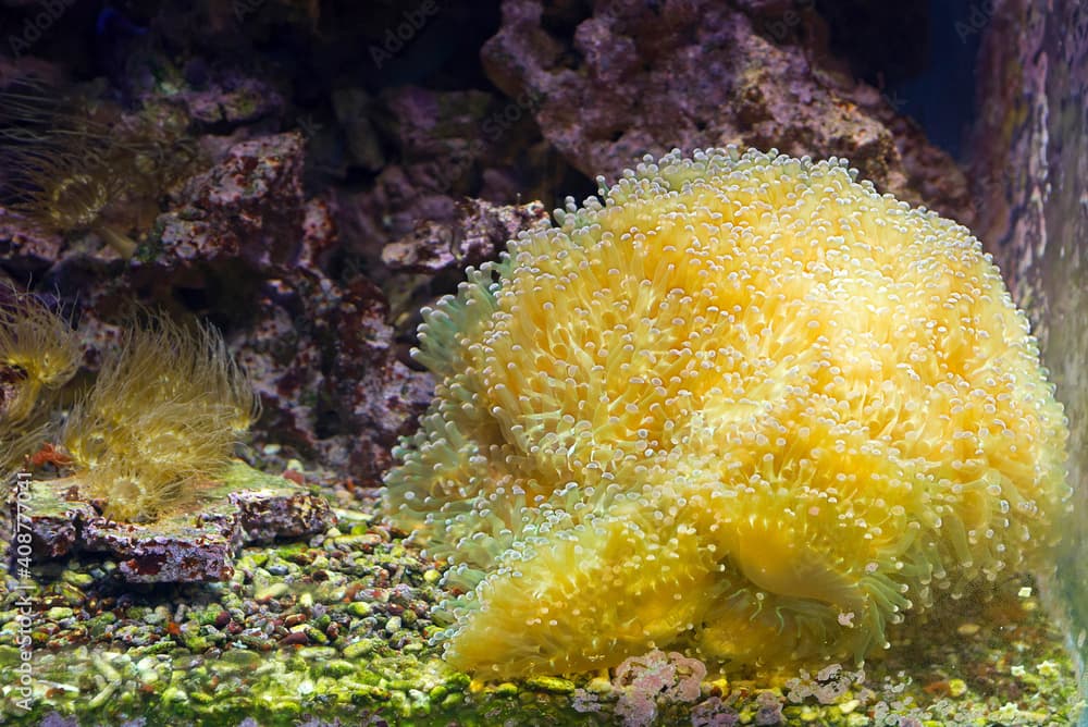 Branching Hammer Coral ( reef coral).
It is common in the Pacific Ocean, reaching as far north as Japan.