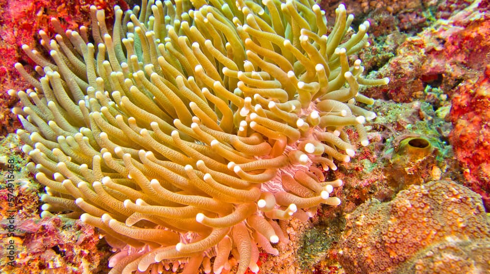 Euphyllia, Hammer Coral, Stony Coral, Branching Coral, Coral Reef, Lembeh, North Sulawesi, Indonesia, Asia