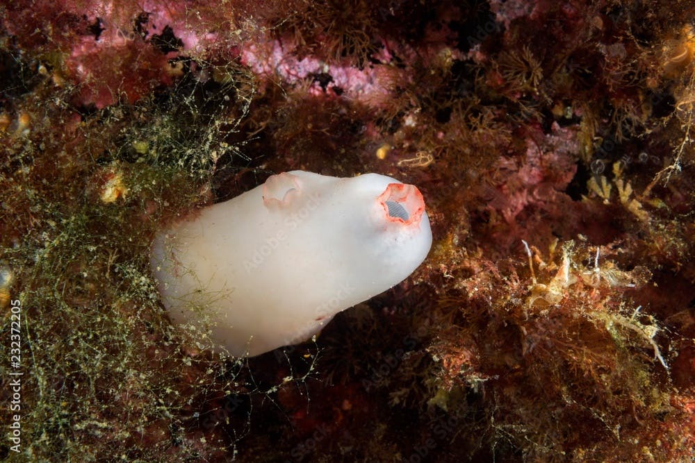Dirty Sea-squirt or European Sea Squirt (Ascidiella aspersa), Norwegian Sea, Northern Atlantic, Norway, Europe