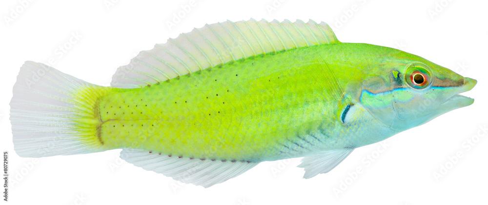 Green Wrasse. Halichoeres chloropterus