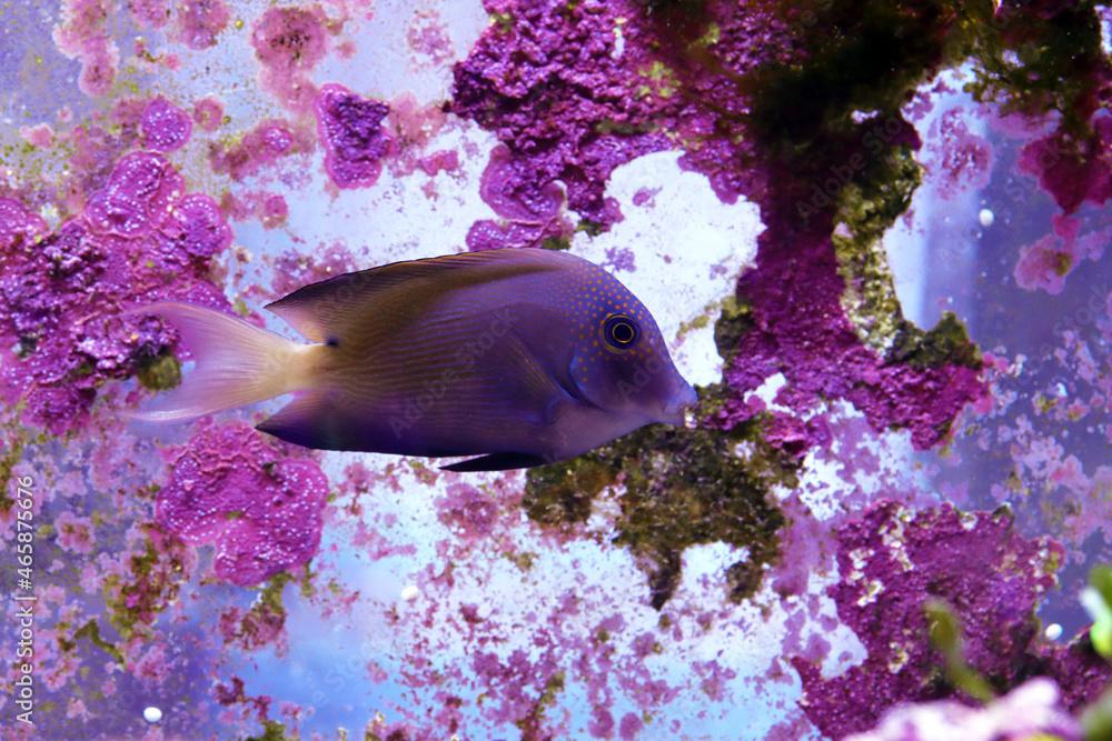 White Tail Bristletooth Tang - (Ctenochaetus flavicauda)