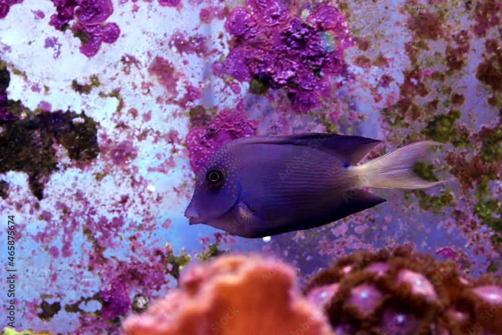 White Tail Bristletooth Tang - (Ctenochaetus flavicauda)