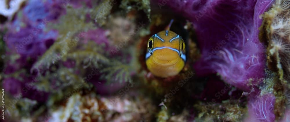 Blue lined sabre tooth blenny plagiotremus rhinorhynchos peering out from it's home, Raja Ampat, Indonesia