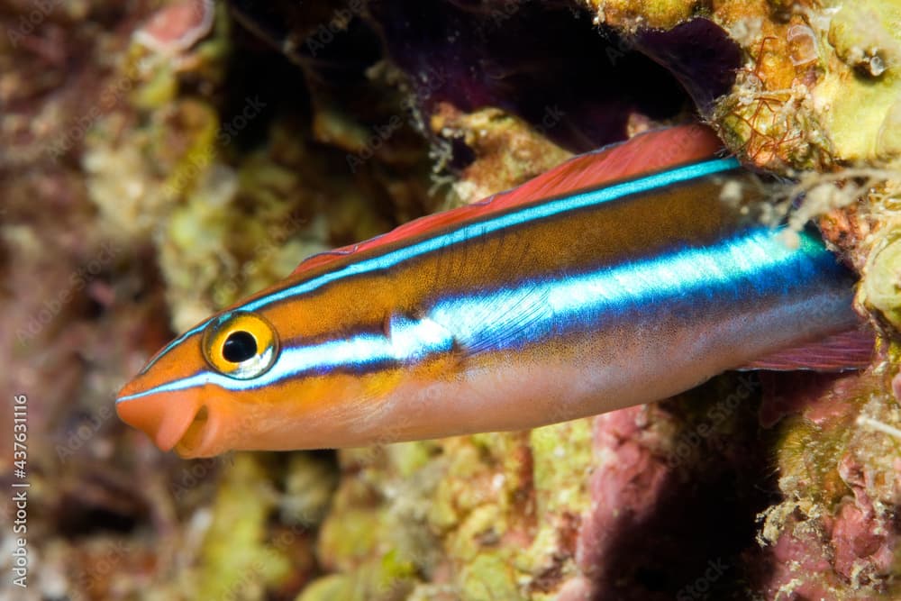 Bluestriped fangblenny, Plagiotremus rhinorhynchos