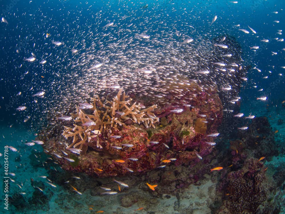 School of Glassfish at a coral bommie (Similan, Thailand)