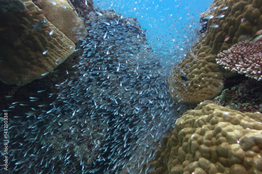 スカシテンジクダイの群れ group of Rhabdamia gracilis