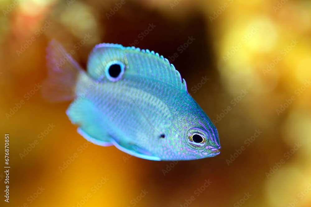 Nagasaki Damsel (Pomacentrus nagasakiensis, aka Blue-scribbled Damsel). Triton Bay, West Papua, Indonesia