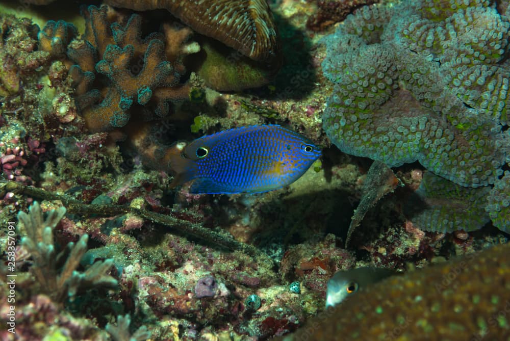 Blue Scribbled Damsel Pomacentrus nagasakiensis