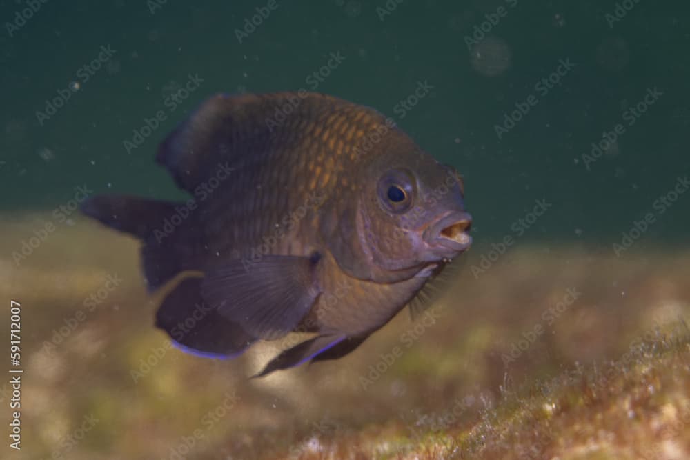 Longfin damselfish 