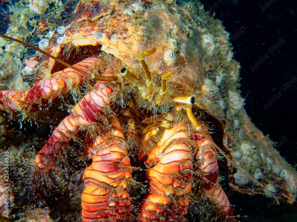 Elegant Hermit Crab (Aniculus elegans)