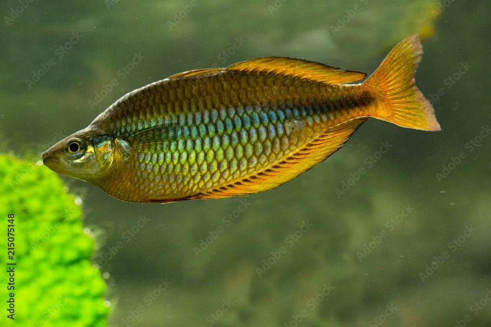 The Lake Tebera rainbowfish (Melanotaenia herbertaxelrodi) is a species of fish in the Melanotaeniidae family endemic to Papua New Guinea.