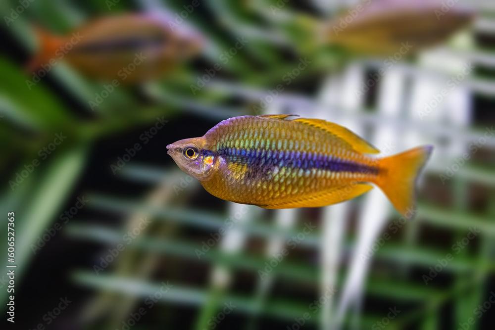 Natural shot of Banded rainbowfish also known as Melanotaenia trifasciata.