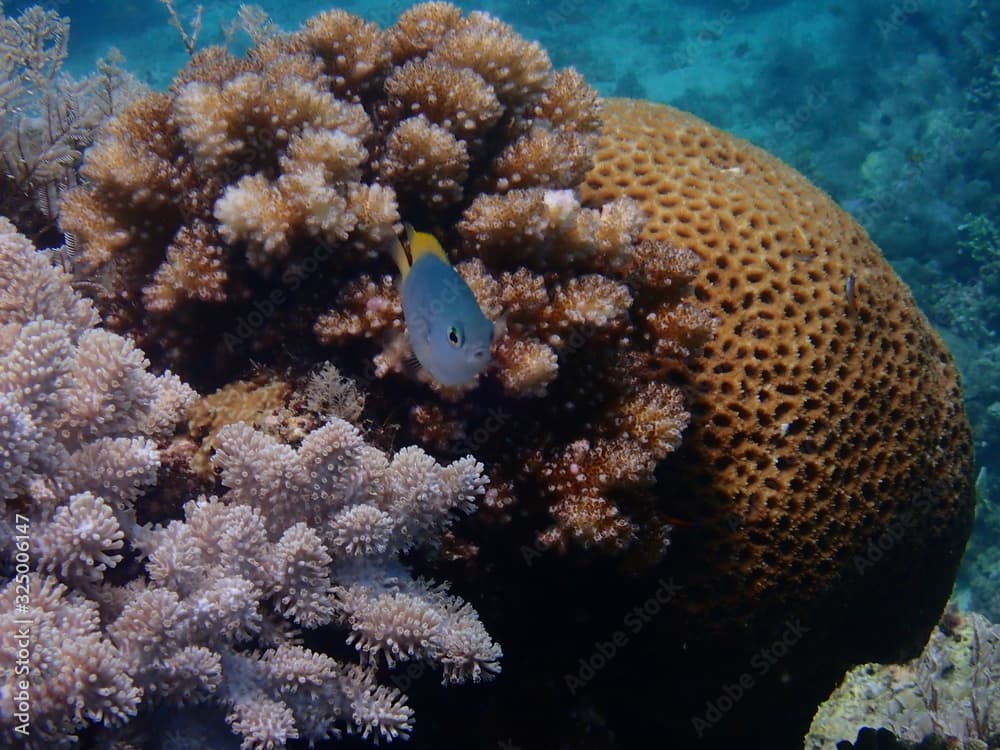 Scaly damsel in Siquijor