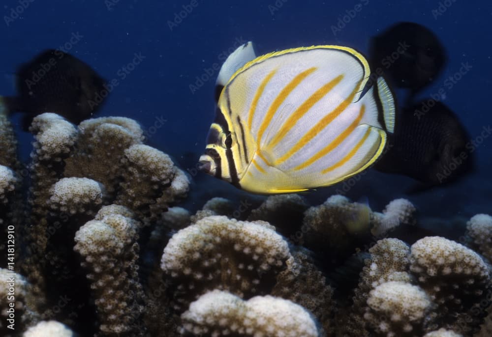 Chaetodon ornatissimus / Poisson papillon orné