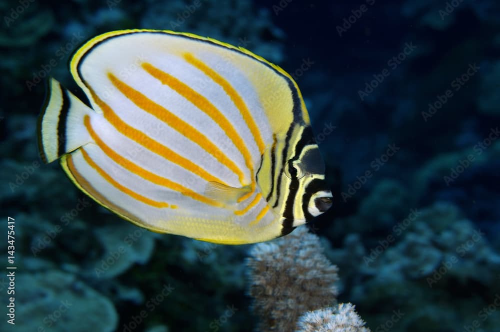 Ornate butterflyfish, Chaetodon ornatissimus, Kosrae Micronesia.