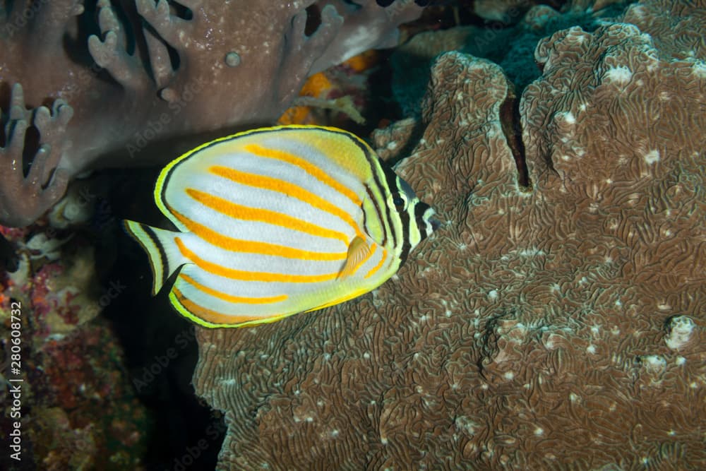 Ornate Butterflyfish, Chaetodon ornatissimus