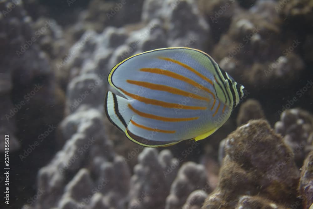 Ornate Butterflyfish off Maui, Hawaii