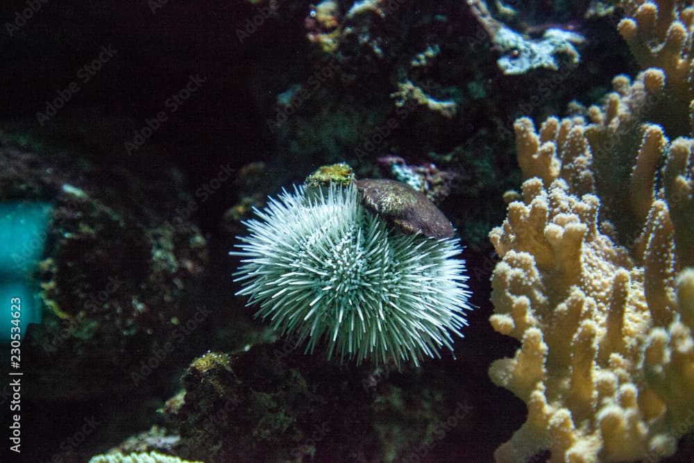 White Sea Urchin Tripneustes ventricosus in a coral reef