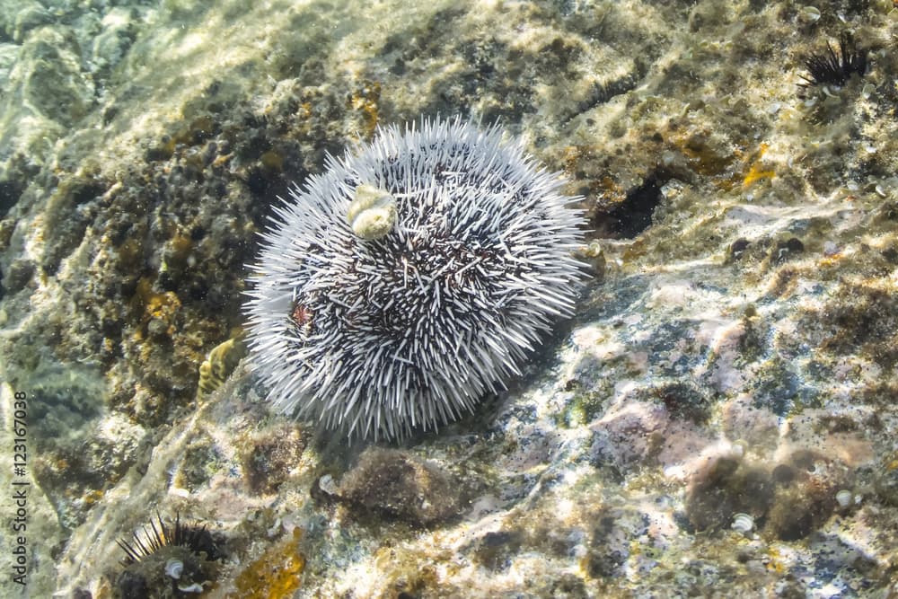 White sea urchin on Caribbean reef