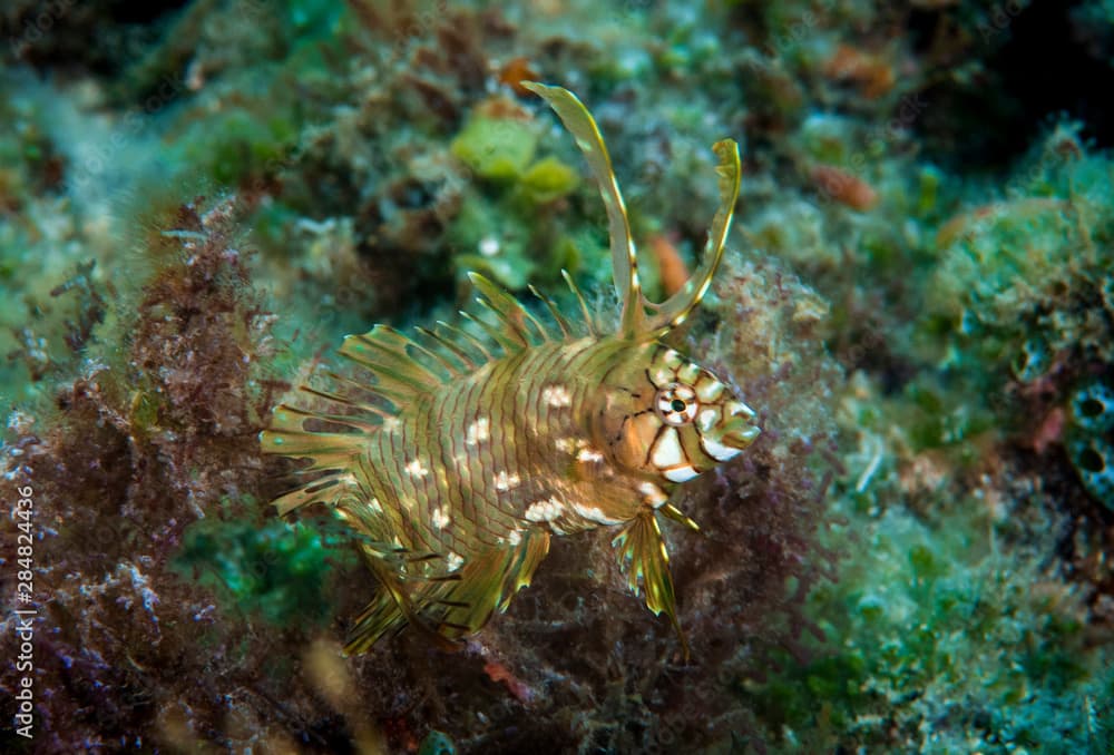 Marine life, Liuqiu island, Taiwan