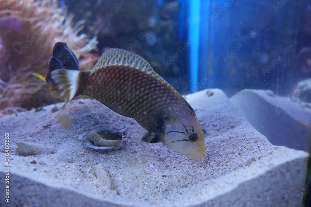 rockmover wrasse  l dragon wrasse (novaculichthys taeniourus)