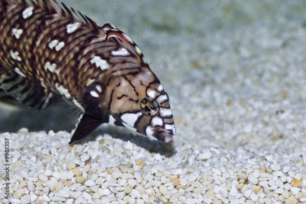 Novaculichthys taeniourus im Meerwasseraquarium