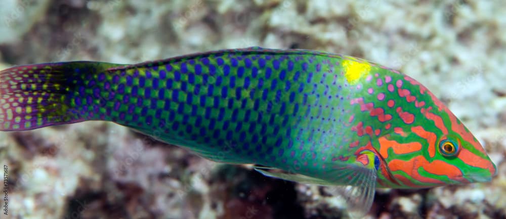 clown wrasse