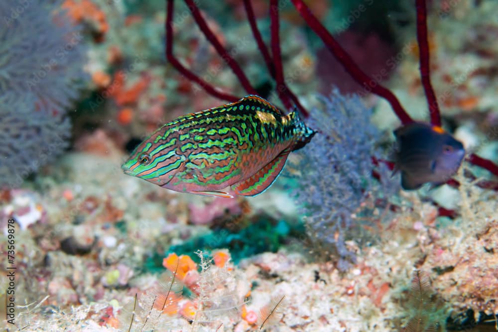 clown wrasse