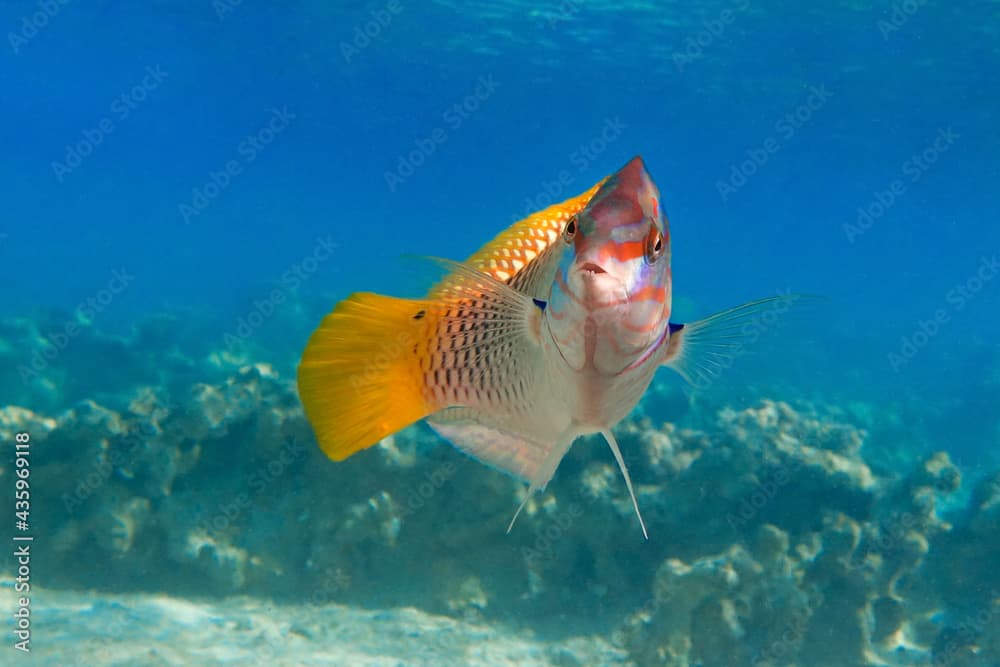 Coral fish - Checkerboard wrasse - (Halichoeres hortulanus) - Red Sea