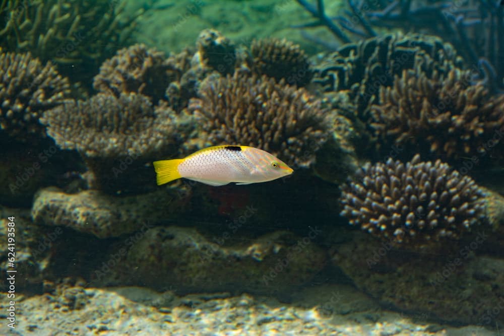 Checkerboard Wrasse (Halichoeres hortulanus) : Tropical fish swimming in coral reef ocean.