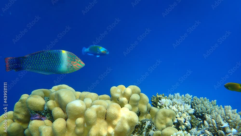 Checkerboard wrasse (Halichoeres hortulanus) undersea, Red Sea, Egypt, Sinai, Ras Mohammad national park