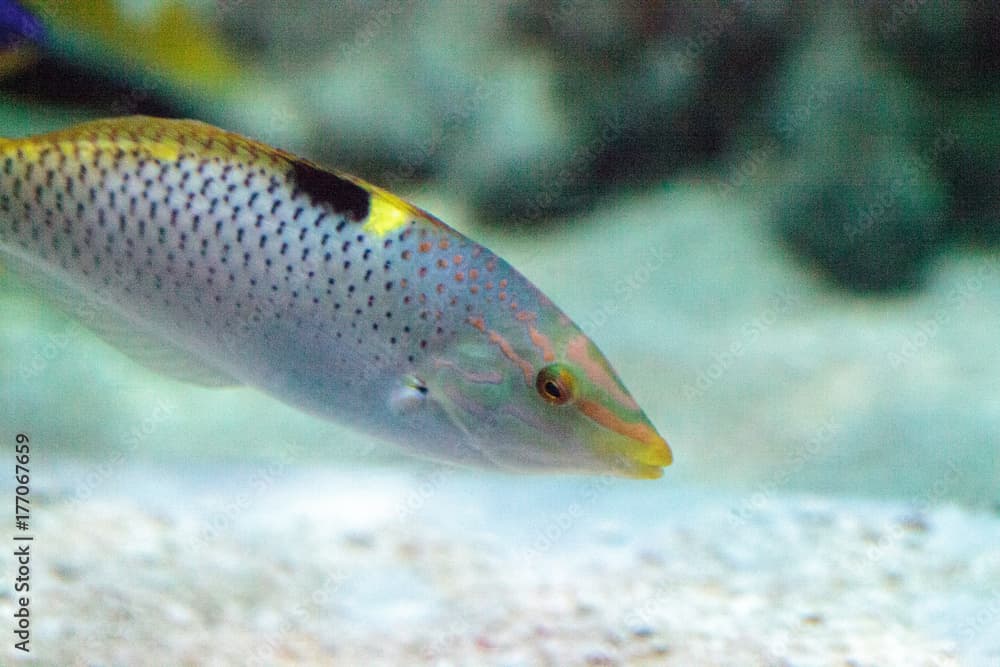 Checkered wrasse Halichoeres hortulanus