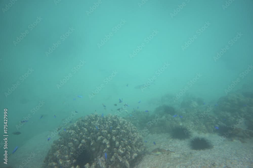 Azuer damselfish and seargent majors swimming around a coral