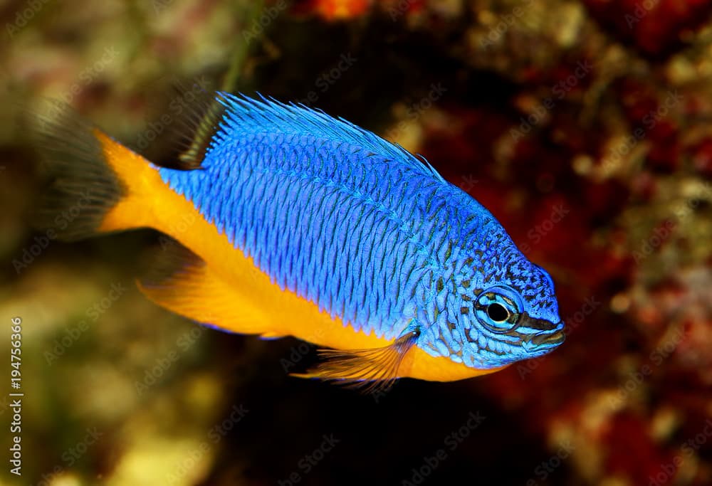 Azure damselfish Chrysiptera hemicyanea or saltwater aquarium fish