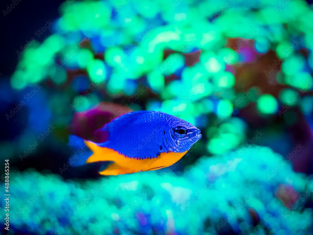 Azure Damselfish (Chrysiptera hemicyanea) swimming on a reef tank with blurred background