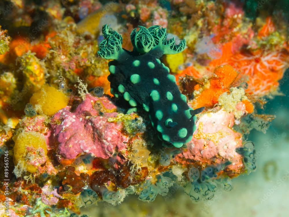 Nembrotha cristata (Crested nembrotha) on colored coral