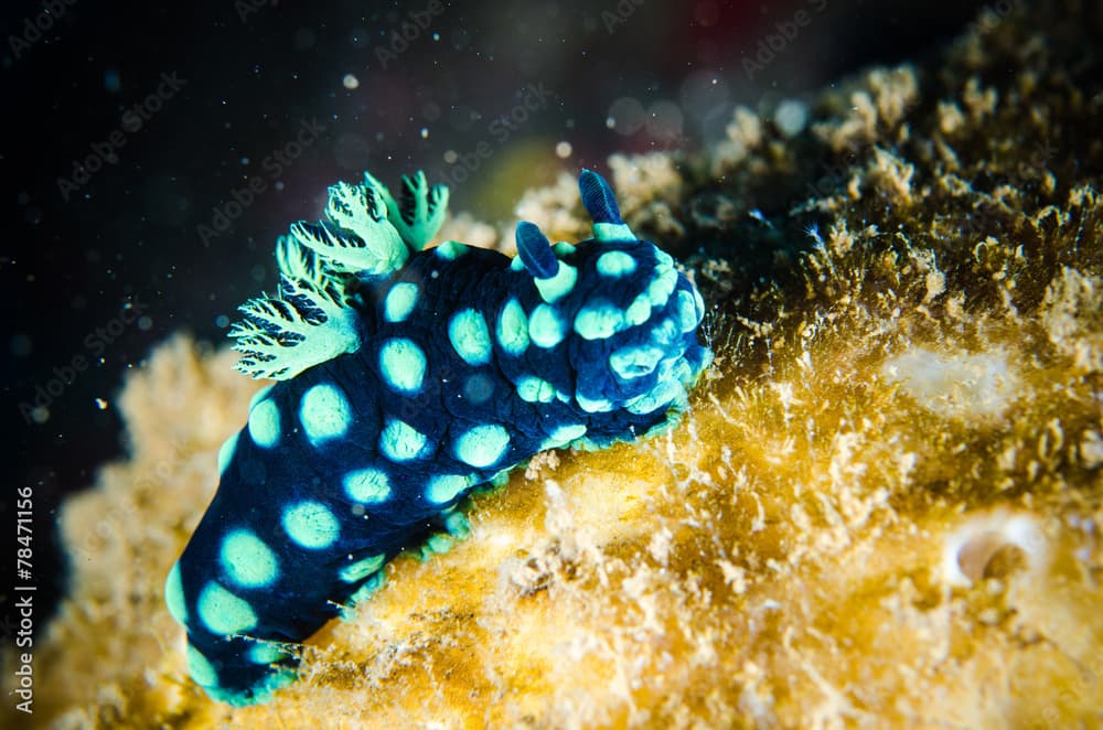 nudibranch bunaken indonesia nembrotha cristata underwater