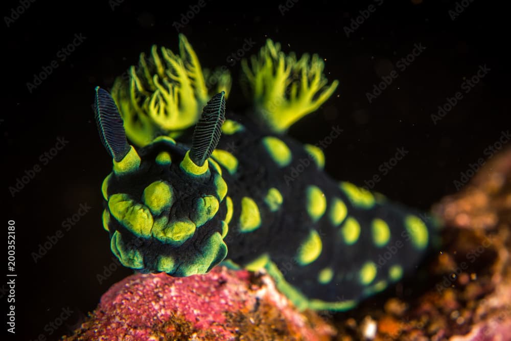 Nudibranch at Liberty wreck