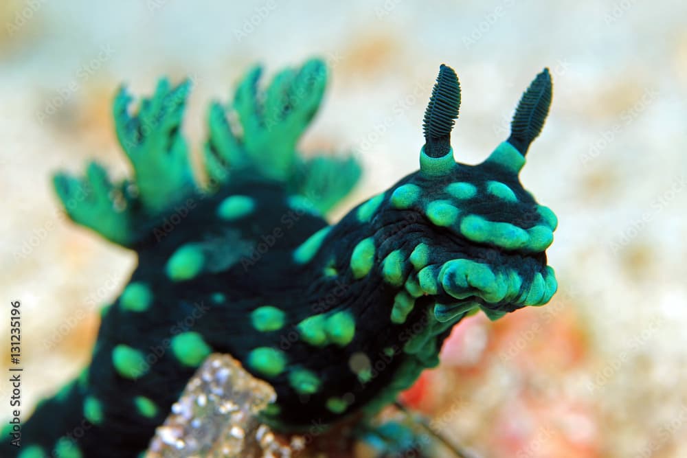 Close-up of a Cristate Neon Slug (Nembrotha Cristata), Padang Bai, Bali, Indonesia